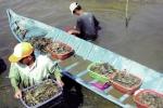 Bình Định: Huyện Tuy Phước triển khai kế hoạch năm nay
